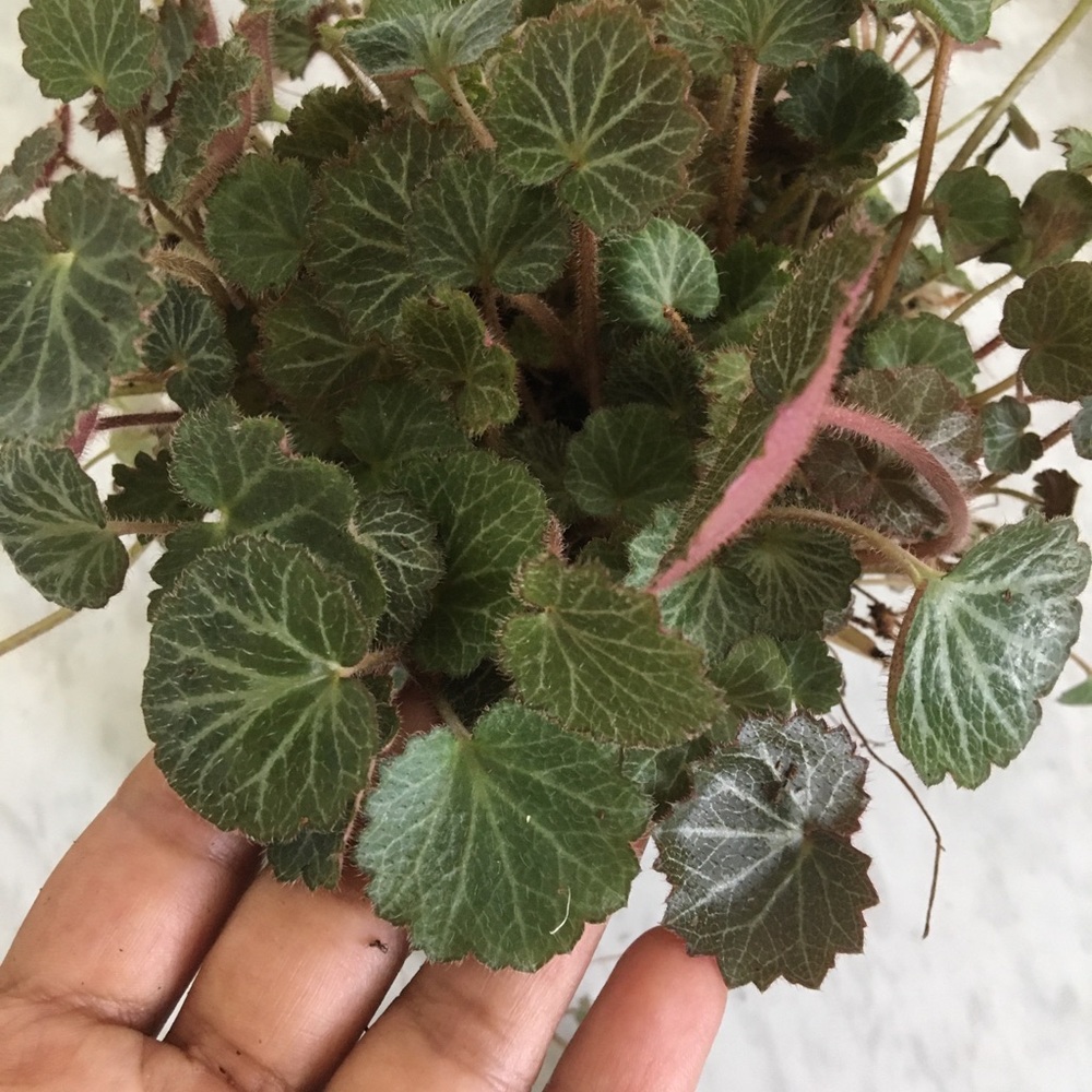Strawberry begonia plant